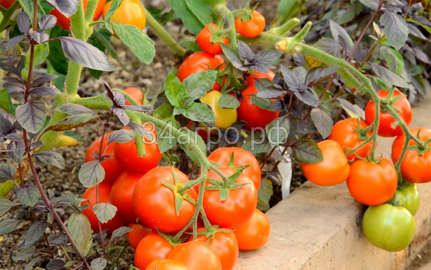 Томат Санька 100 гр.