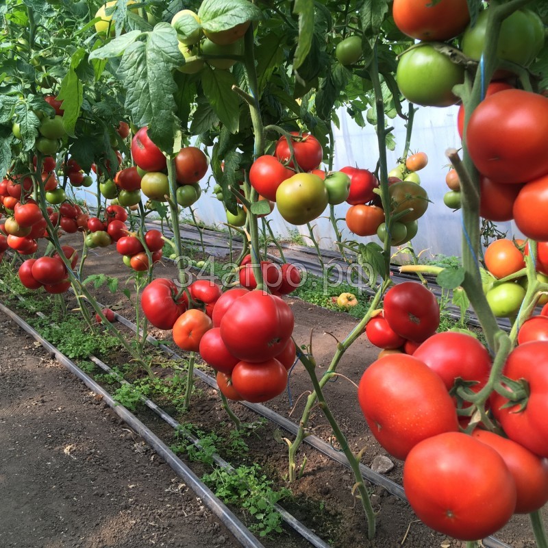 Томат Рестлер F1 1000 семян