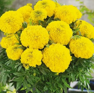 Бархатцы прямостоячие Антигуа Голд 100 семян