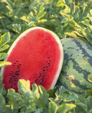 Арбуз ТамТам F1 1000 семян