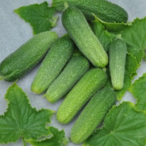 Огурец Агростарт F1 250 семян