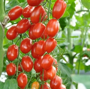 Томат Сладкий фонтан 100 шт.