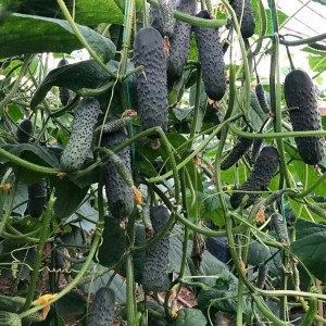 Огурец Ведрас F1 50 семян