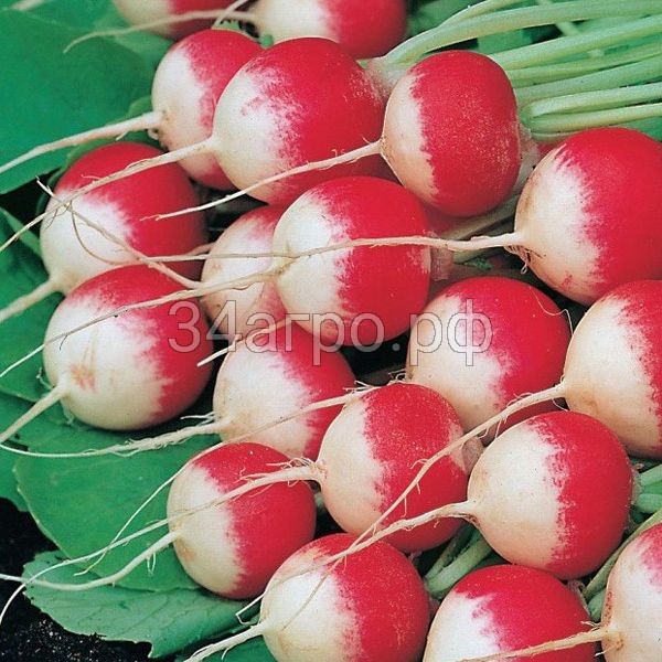 Редис Маяк 20 гр.