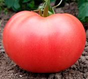 Томат Волгоградские Зори 100 гр.