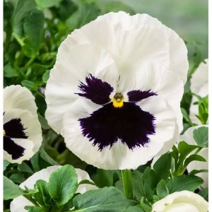 Виола крупноцветковая Экстрада F1 Вайт виз Блотч 100 семян