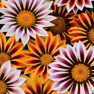 Газания Нью Дэй Микс 100 семян