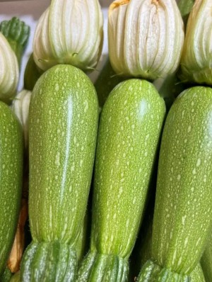 Кабачок (мини с цветком) Булус F1 250 семян